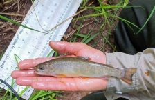 Hand holding a small brook trout. 